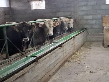 седло спортивная: Продаю | Бык (самец) | Швицкая | Для разведения — 2