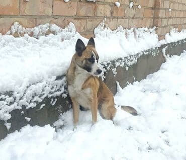 Собака даром: 6 месяцев, Самка