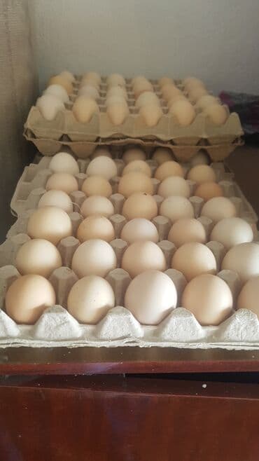 куры доминанты: Продаю | Инкубационные яйца — 2