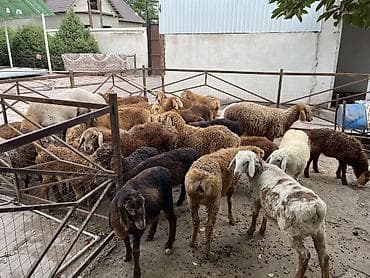 баранина живой: Продаю | Ягненок | Для разведения | Племенные — 9