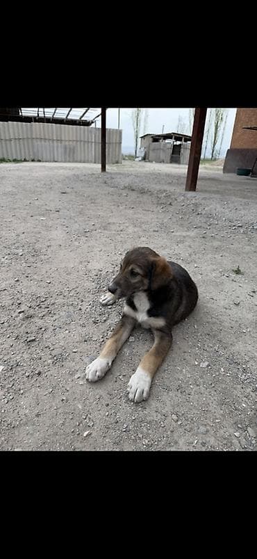 шарпей щенок купить: Отдам в добрые руки 2 щенка 🐶 Мама - алабай Щенки милые, активные и — 4