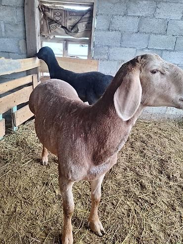 кошка мышык: Сатам | Кочкор (эркек) | Көбөйтүү үчүн | Асыл тукумдуу — 2