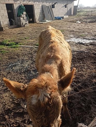 Ветеринар кызматы: Сатам | Музоо | Бордоп семиртүү үчүн | Байланган — 5