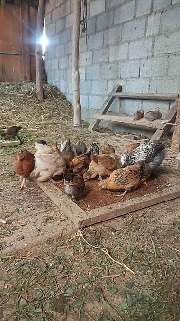 кролик домашний: Продаю | Цыплята | Для разведения — 3