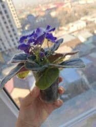 укорененные листики фиалок: Фиалка с несколькими бутонами. любит рассеянный свет, но не прямые — 2