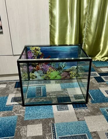 узи на дому: Аквариум 140 литр 3 чоң балык кошуп берем падарка Золотистый — 1