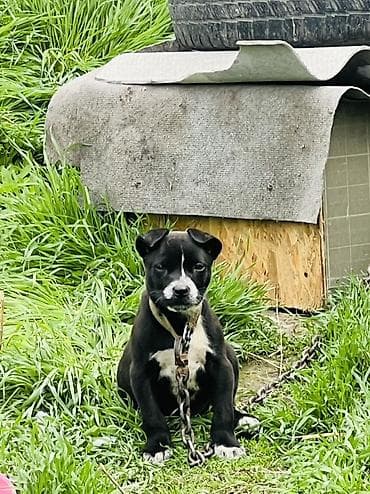 щенки шарпей: Питбуль, 2 месяца, Самец, С прививкой — 1