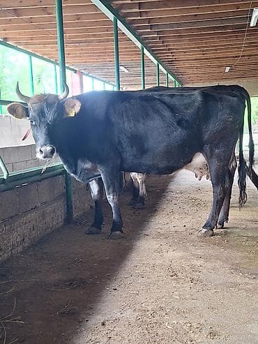 продаю коров: Продаю | Корова (самка) | Для молока | Привязанные — 1