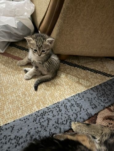 купить шотландский вислоухий: Полосатые котята Порода Шатланка - Пушистые малыши с классическим — 5