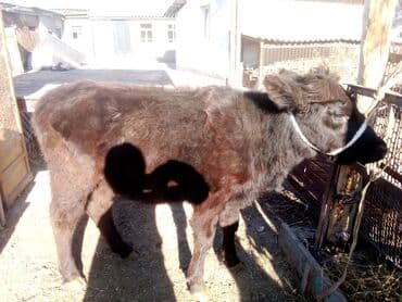 племенные коровы молочные купить: Продаю | Тёлка | Абердин-ангус, Швицкая | Для разведения, На откорм, Для молока | Привязанные, Осеменитель — 2
