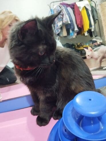 гидропонный корм: Мейн-кун, 5 месяцев, Мальчик, Черный — 1