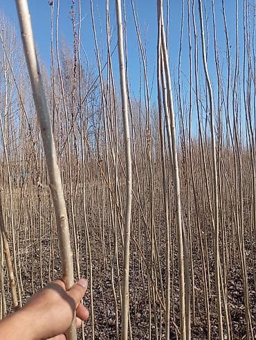 Саженцы деревьев: Тополя, Платная доставка