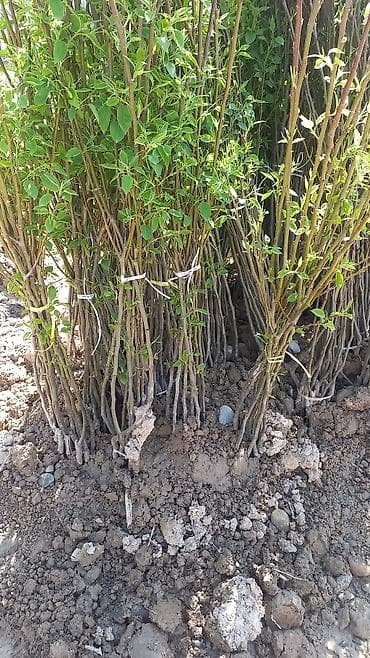 готовые пучки: Предлагаются к продаже пучки саженцев растений. Саженцы представлены в — 4