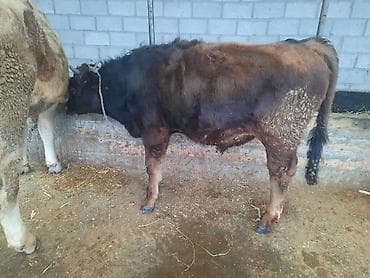 Айыл-чарба жаныбарлары: Сатам | Бука (эркек) — 3