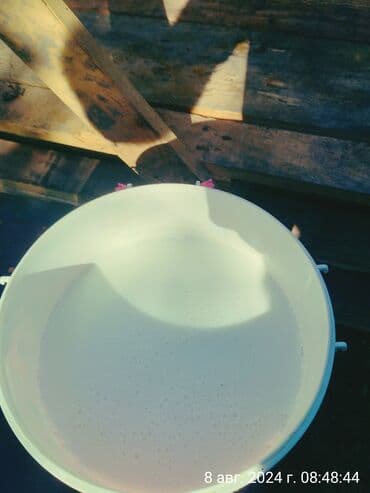 куда можно отдать собаку в бишкеке: Продаю | Коза (самка) | Зааненская | На забой, Для разведения, Для молока — 2