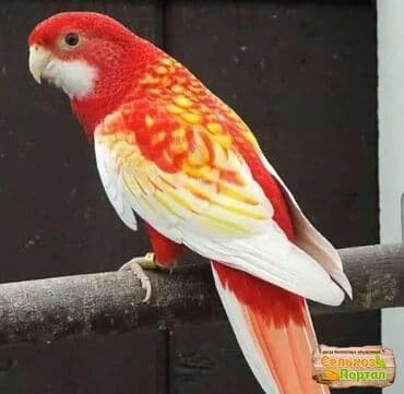 Грызуны: Красные и рубиновые разеллы а так же есть Волнистые, Кореллы, Ожирелые — 7