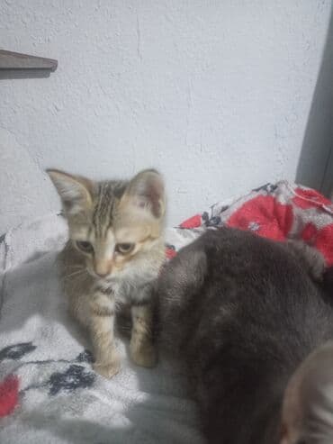 новорожденные котята: Котята полосатики - Окрас: серый и бежевый табби (полосатый), с — 2