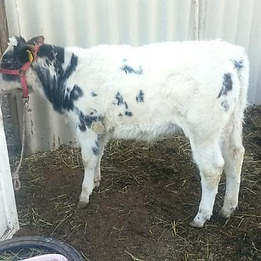 Үй жаныбарлары үчүн товарлар: Сатам | Музоо | Бельгия | Бордоп семиртүү үчүн — 9