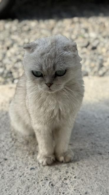 кошка ориентал: Шотландская вислоухая кошка (Scottish Fold), серебристо-шиншилловый — 1