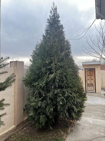 адамово дерево: Ёлки — 2