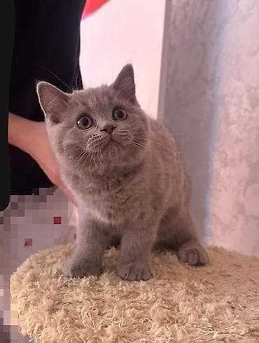 Британская короткошёрстная, 3 месяца, Девочка, Приучена к лотку at lalafo.kg Британская короткошёрстная, 3 месяца, Девочка, Приучена к лотку