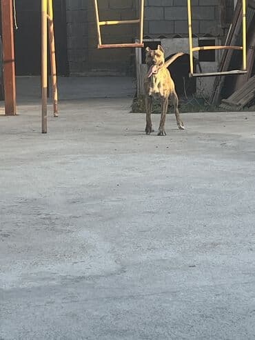 питбуль черный цена: Питбуль, 8 айлык, Эркек — 2