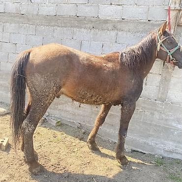 щенки курцхаара: Продаю | Кобыла (самка) | Рабочий — 2