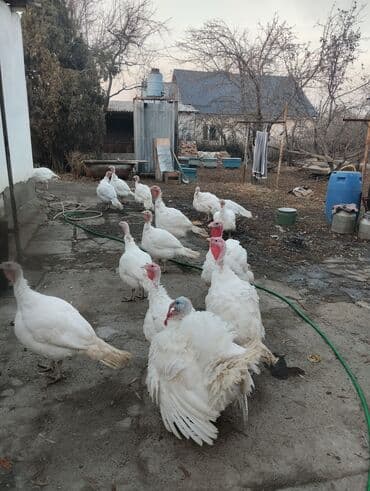 домашние жумуртка: Күрп :, 10 кг ашык — 4