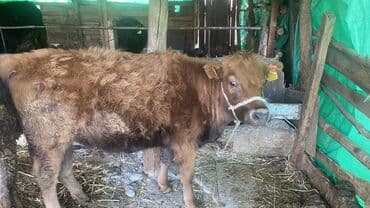 охотничный собака: Продаю | Корова (самка), Тёлка, Музоо, торпок | На откорм, На забой, Для разведения — 1