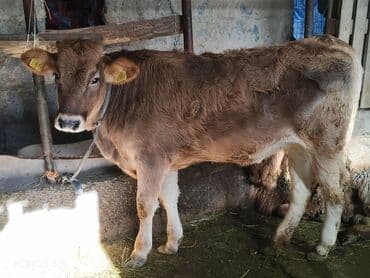 стафф купить щенка: Продаю | Тёлка | Полукровка | На откорм | Привязанные — 1