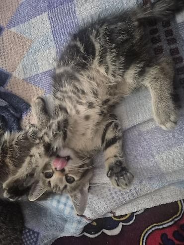 d cat: 🐾 Котята тигровые табби ищут любящую семью! Возраст — 2,5 месяца ✔️ — 3