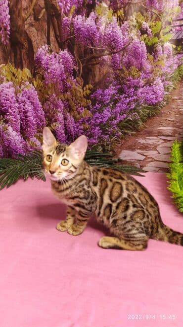 новорожденные котята: Красивейшие Бенгальские котята 3мес девочки и мальчики. Проф питомник — 7