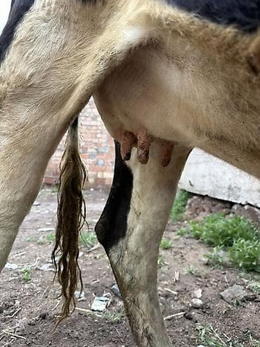 гуси линда: Продаю | Корова (самка) | Голштин, Швицкая | Для разведения, Для молока | Стельные, Искусственник — 5