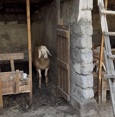 цена сиамской кошки: Продаю | Ягненок | Арашан | Для разведения | Племенные — 2