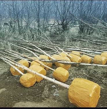 тополь саженцы: Саженцы деревьев: Берёзы, Платная доставка — 6