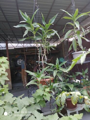 Продаю: 1. Золотой Ус, большой. Цена за один корень 650 сом.