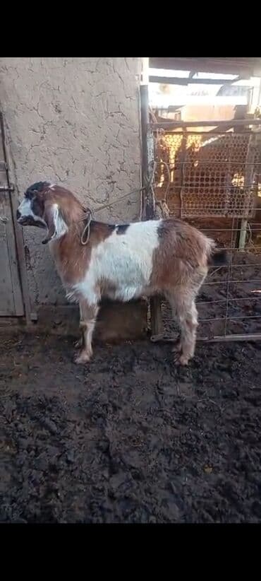 кой дорпер: Продаю | Коза (самка) | Для разведения — 3