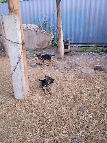 сабака тайган: Щенки немецкая овчарка - Возраст: молодые щенки 6 месяцев - Окрас — 2