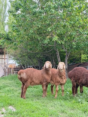 кой парода: Продаю | Ягненок, Баран (самец) | Арашан — 3