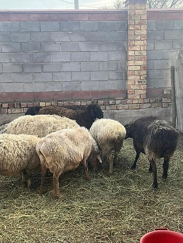 куры хай лайн соня: Продаю | Овца (самка) | Полукровка | Для разведения — 7