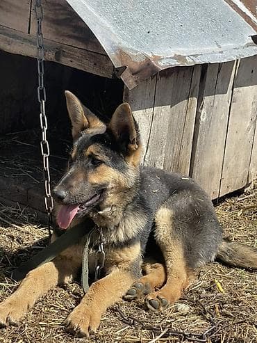 купить собаку кане корсо: Немецкая овчарка, молодая собака классического чепрачного окраса — 4