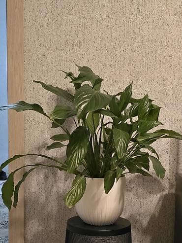 Дом и сад: Спатифиллум (Spathiphyllum), декоративно-лиственное комнатное — 1