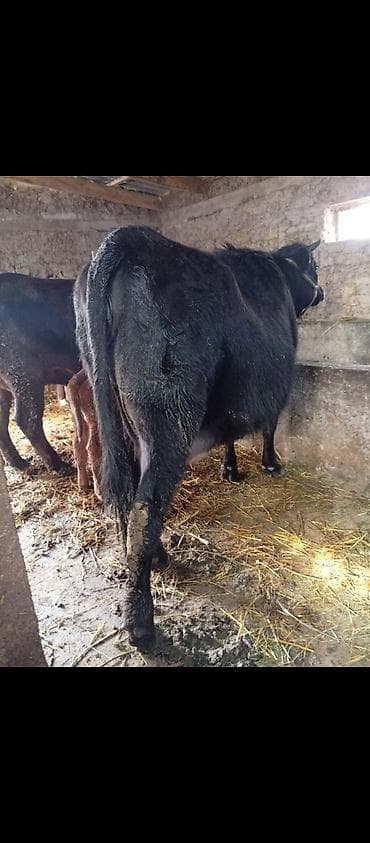 по карова: Продаю | Корова (самка) | Для разведения | Привязанные — 1