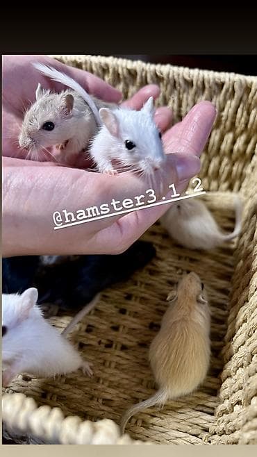 барханный кот: Ручные песчанки монгольские. Красивые окрасы, есть девочки и мальчики — 5