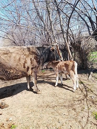 музоо фото: Продаю | Корова (самка) | Для разведения | После отела — 2