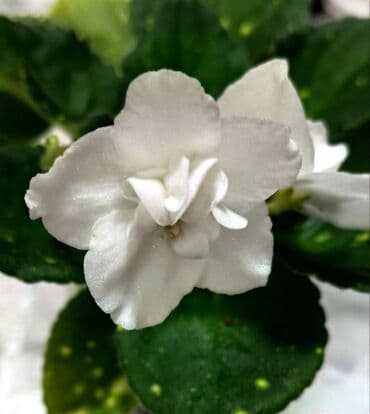 комнатные цветы бишкек гулназ: 🌱🌺🌱 Продаю сортовые ДЕТКИ стандартных фиалок🌱🌺🌱. Цены от 80-150 сом — 25