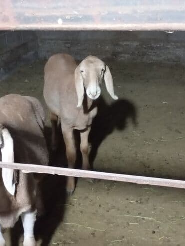 продажа домашних кур: Сатам | Ургаачы кой (ургаачы), Козу | Арашан | Көбөйтүү үчүн | Токту — 1