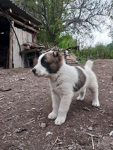 собаки мопс: 4 щенка крупной породной, азиаты с яркой внешностью. Описание: - 1 — 7
