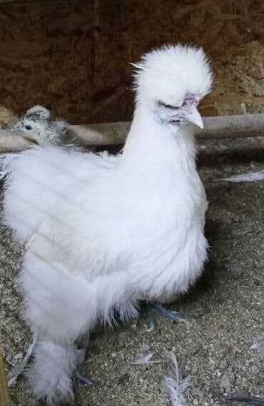 Кемирүүчүлөр: Сатам | Тооктор | Жумуртка туудуруу үчүн, Көбөйтүү үчүн — 4