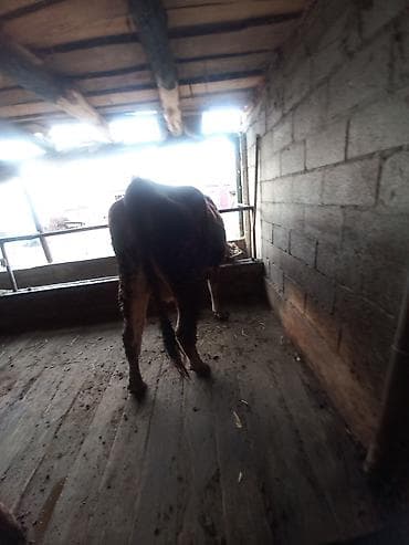 телятя: Продаю | Корова (самка), Тёлка, Музоо, торпок | На откорм, Для разведения, Для молока | Привязанные — 2